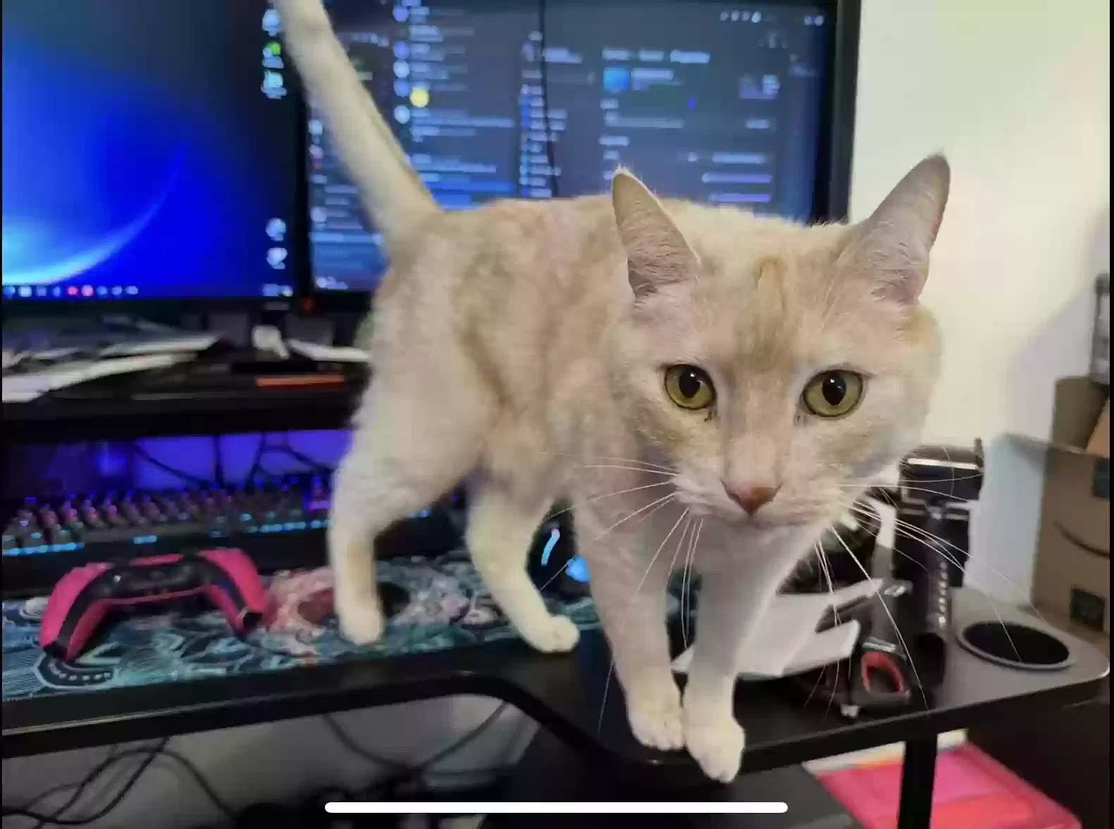 Lost cat in Carmichael, CA, 95608