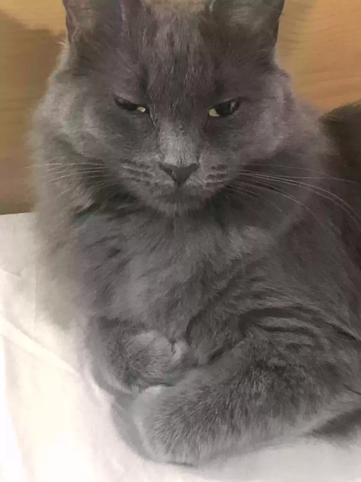 Lost cat in San Tan Valley, AZ, 85140