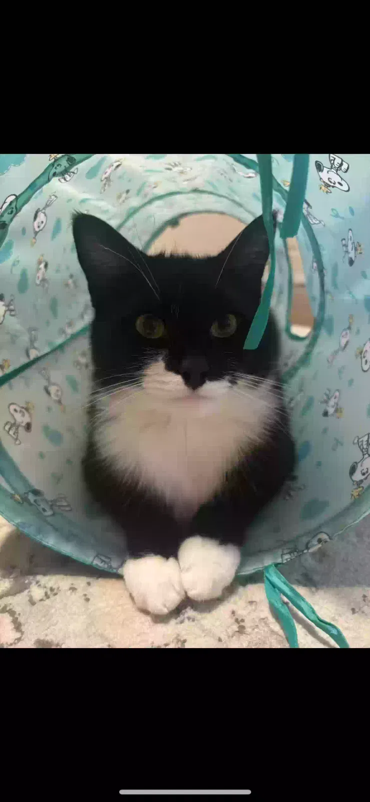 Lost cat in Southington, CT, 6489