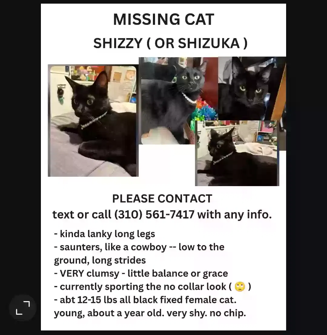 Lost cat in Lomita, CA, 90717