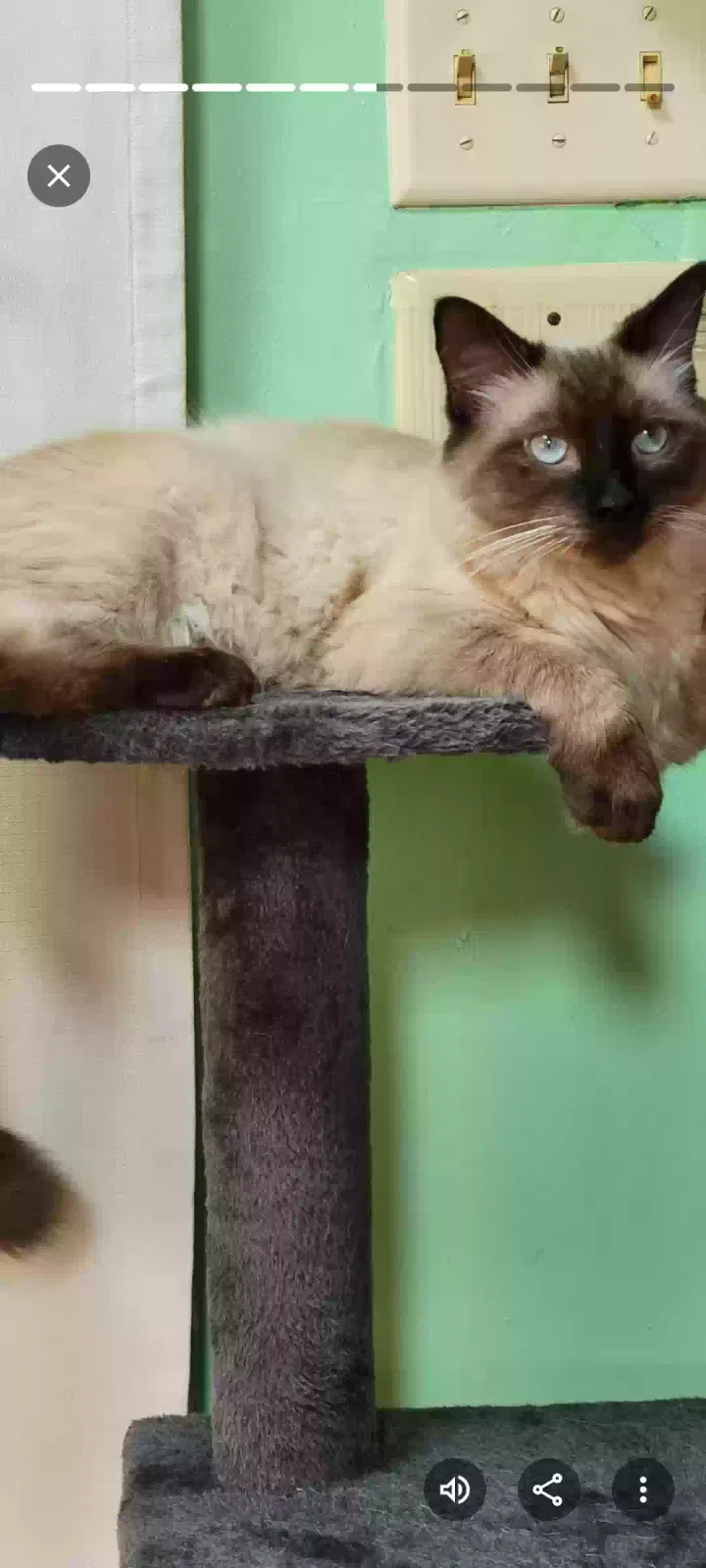 Lost cat in Merrillville, IN, 46410