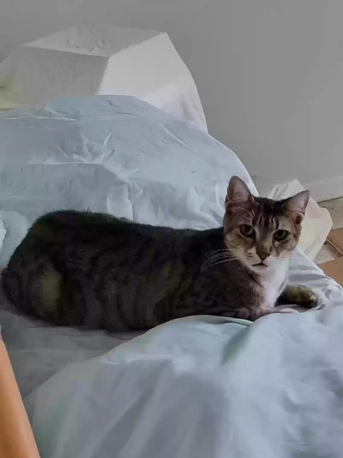 Lost cat in Clearwater, FL, 33756
