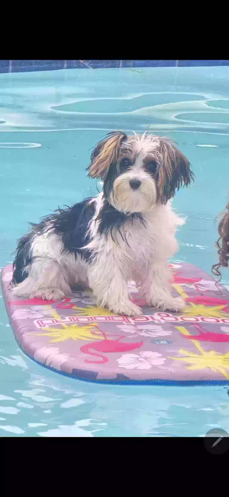 Lost dog in Justin, TX, 76247