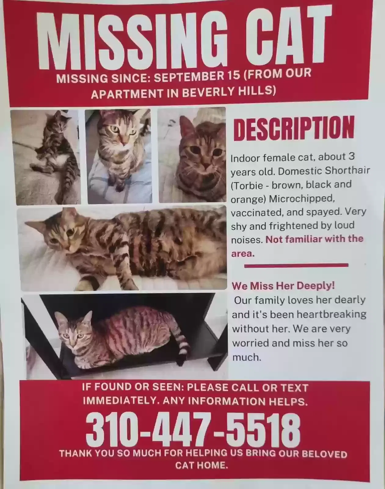 Lost cat in Beverly Hills, CA, 90212