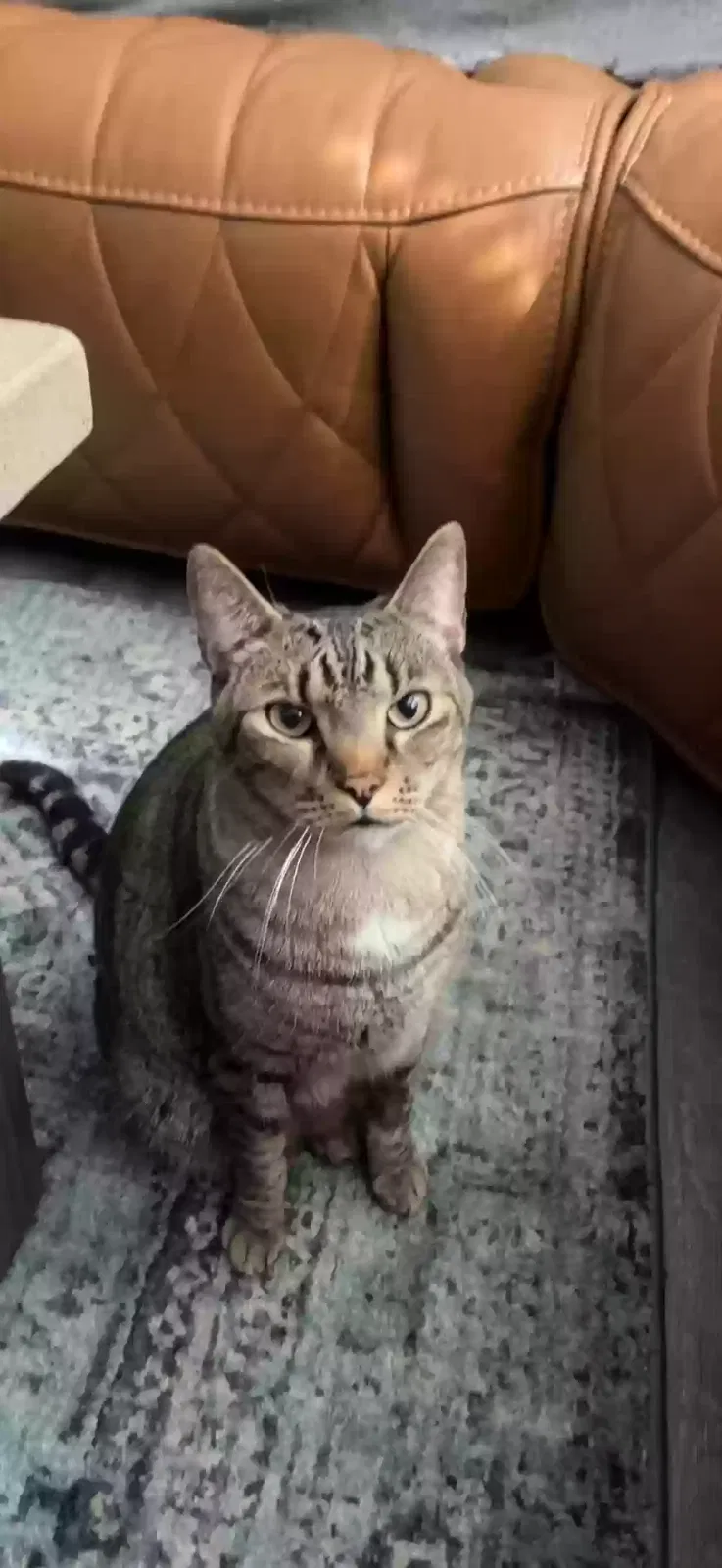 Lost cat in Spanish Fort, AL, 36527
