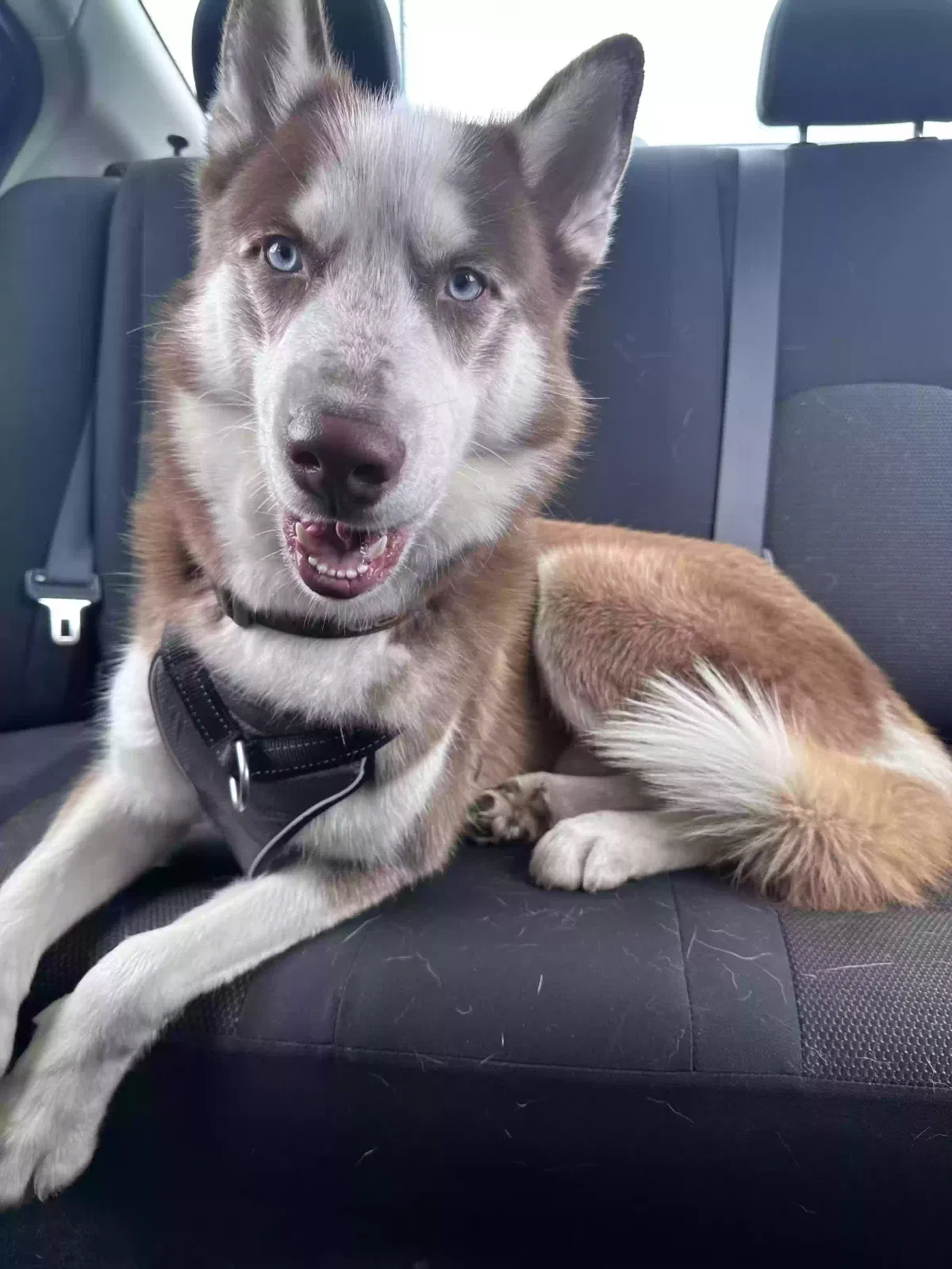 Lost dog in Houston, TX, 77074