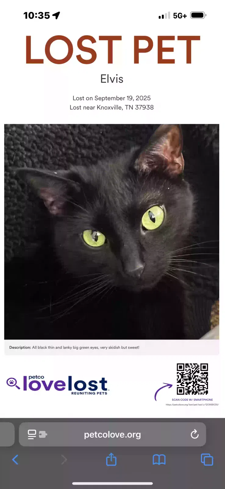 Lost cat in Knoxville, TN, 37938