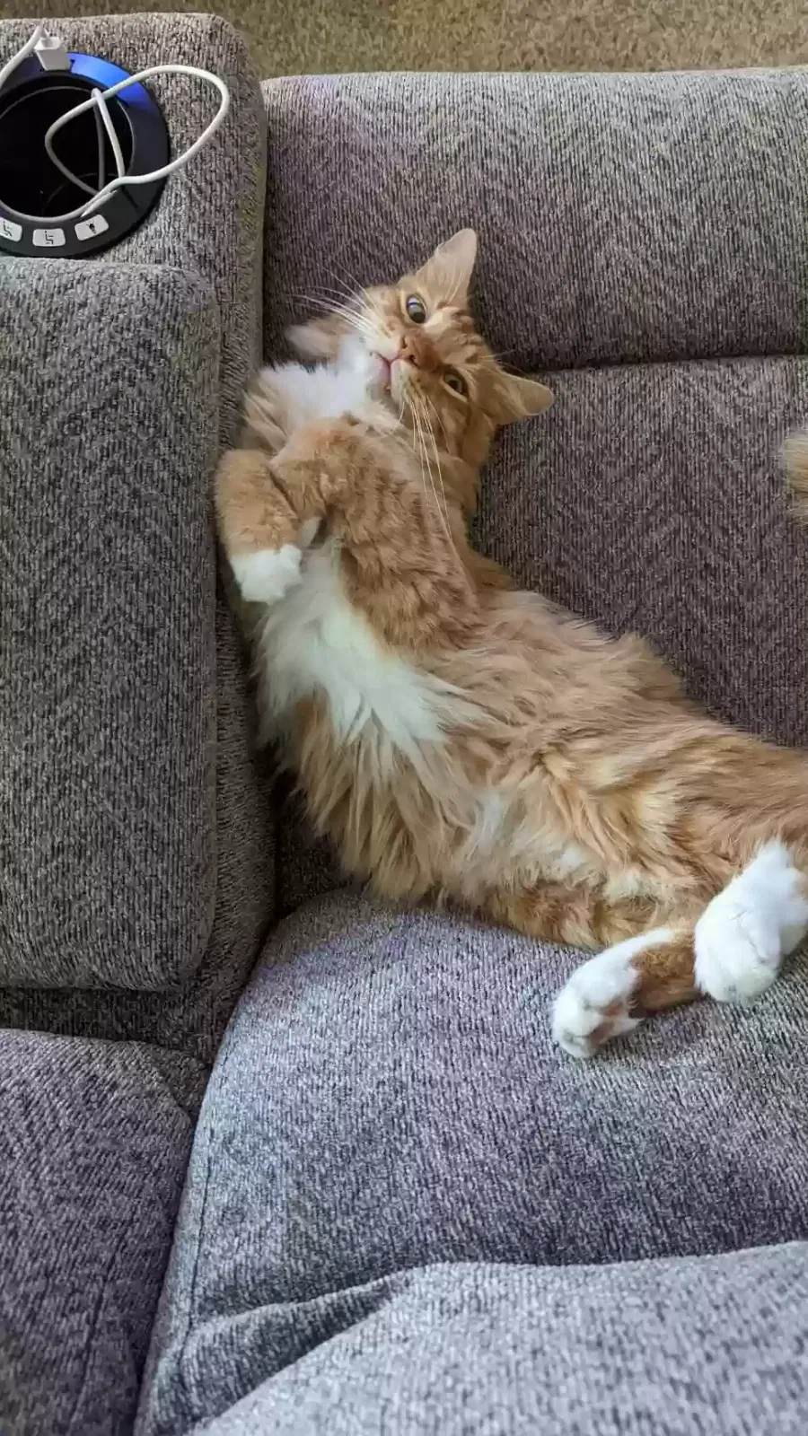 Lost cat in Katy, TX, 77450