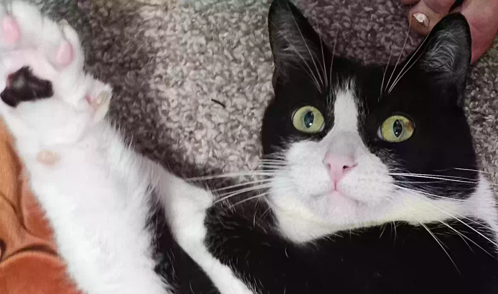 Lost cat in Magnolia, TX, 77354