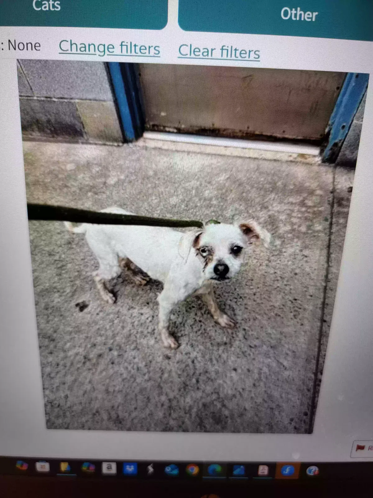 Lost dog in Fort Mill, SC, 29707