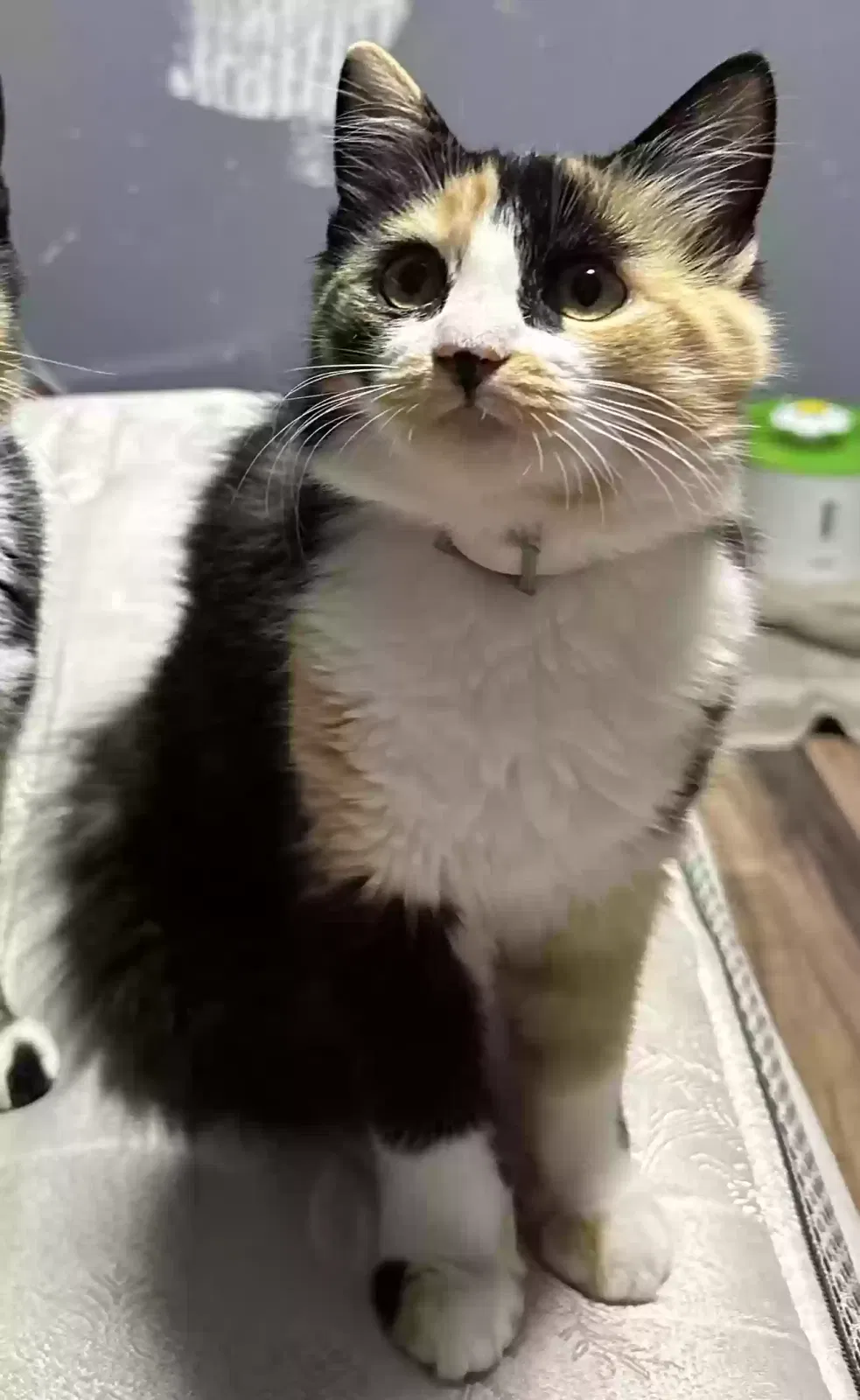 Lost cat in Petaluma, CA, 94954