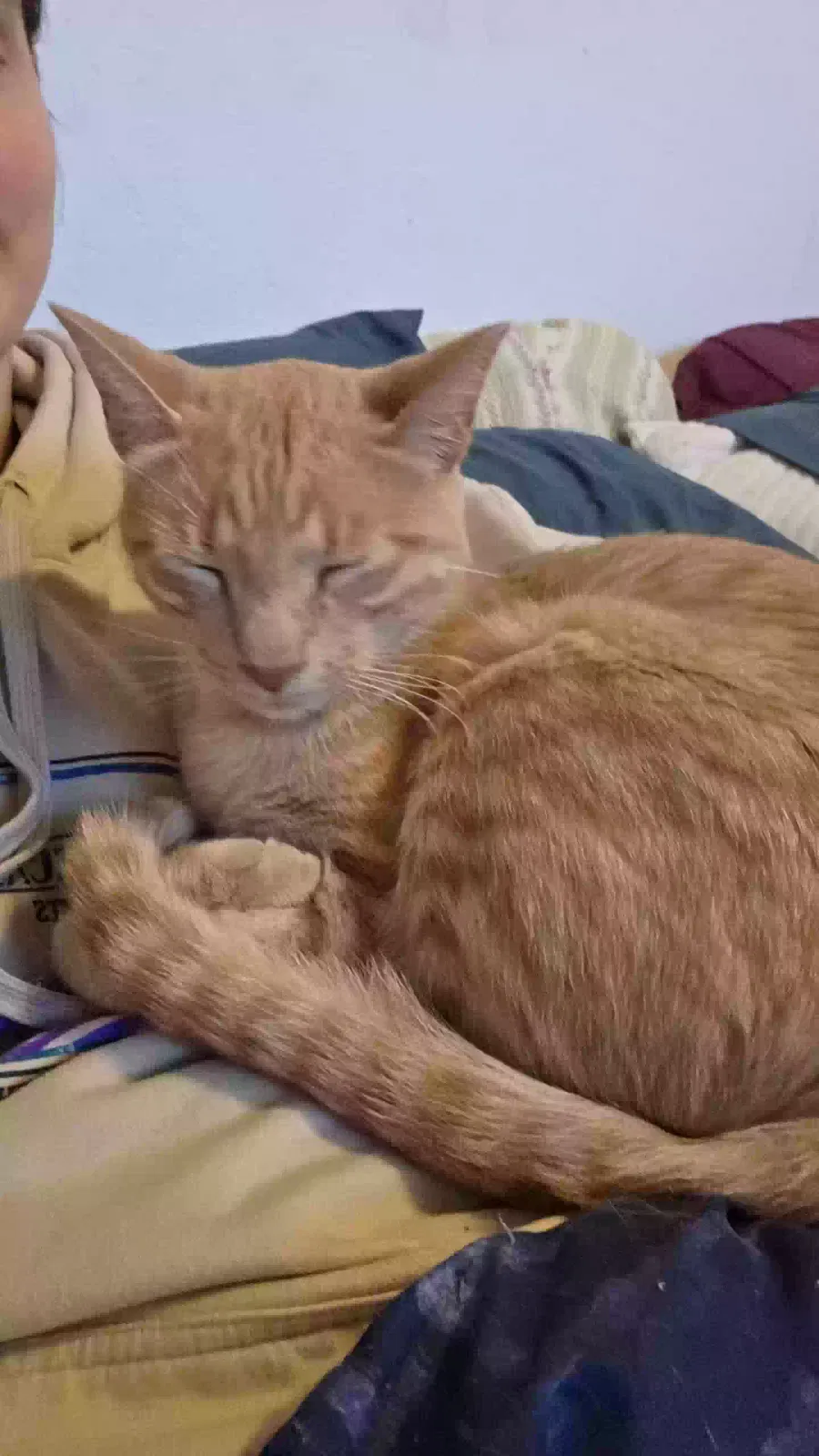 Lost cat in Oklahoma City, OK, 73160