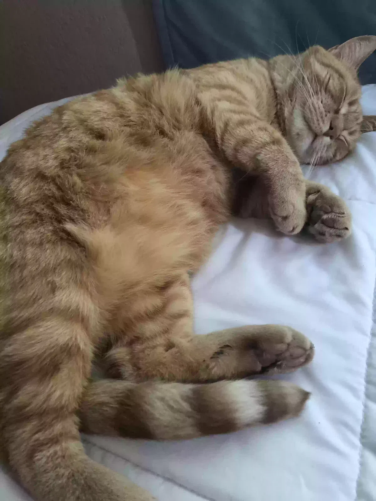Lost cat in Oxnard, CA, 93036