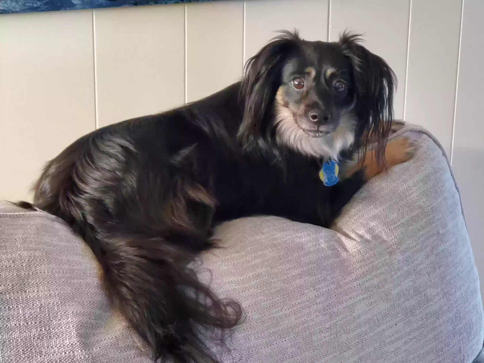 Lost dog in Winston Salem, NC, 27127