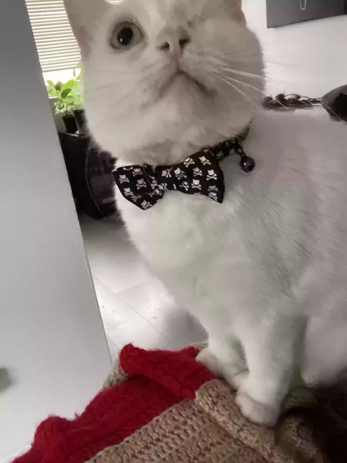 Lost cat in Woodland, CA, 95695