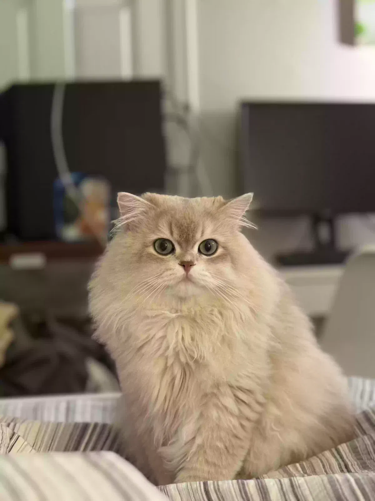 Lost cat in San Jose, CA, 95112