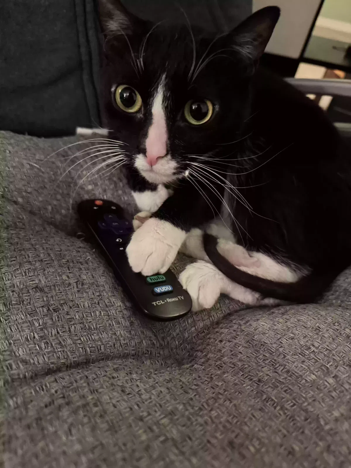 Lost cat in Marysville, OH, 43040