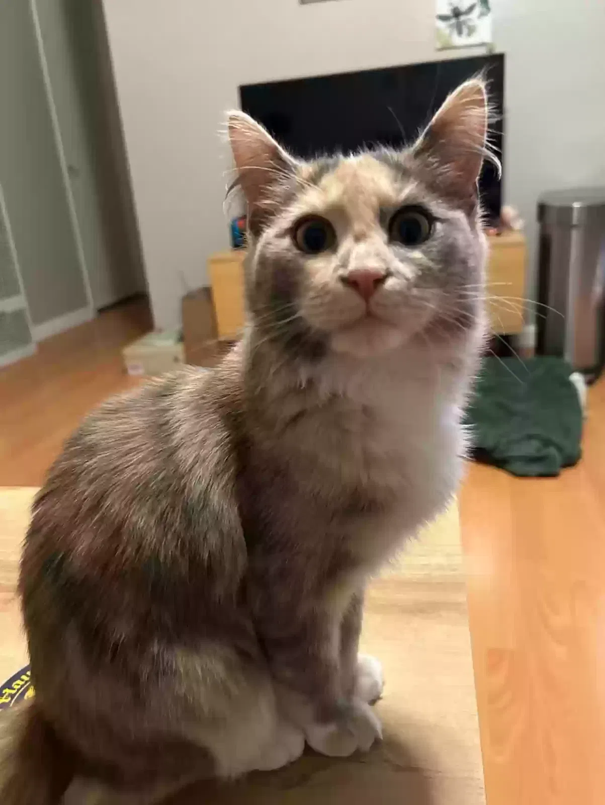 Lost cat in Los Osos, CA, 93402