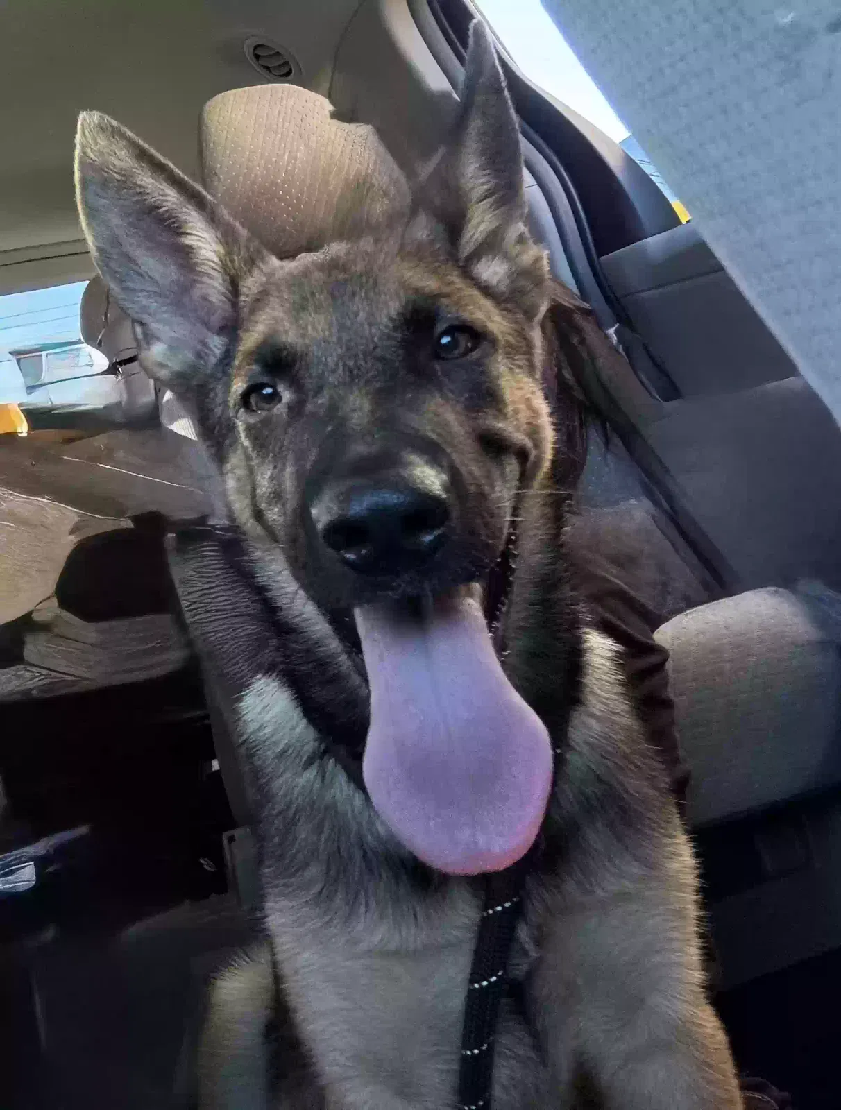 Lost dog in Los Angeles, CA, 90002