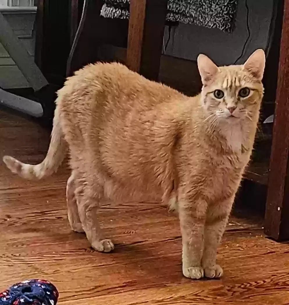 Lost cat in Greensboro, NC, 27406
