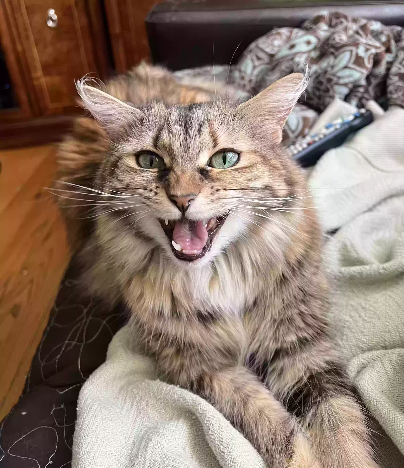 Lost cat in Woodbridge, VA, 22192