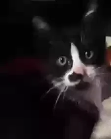 Lost cat in Miami, FL, 33155