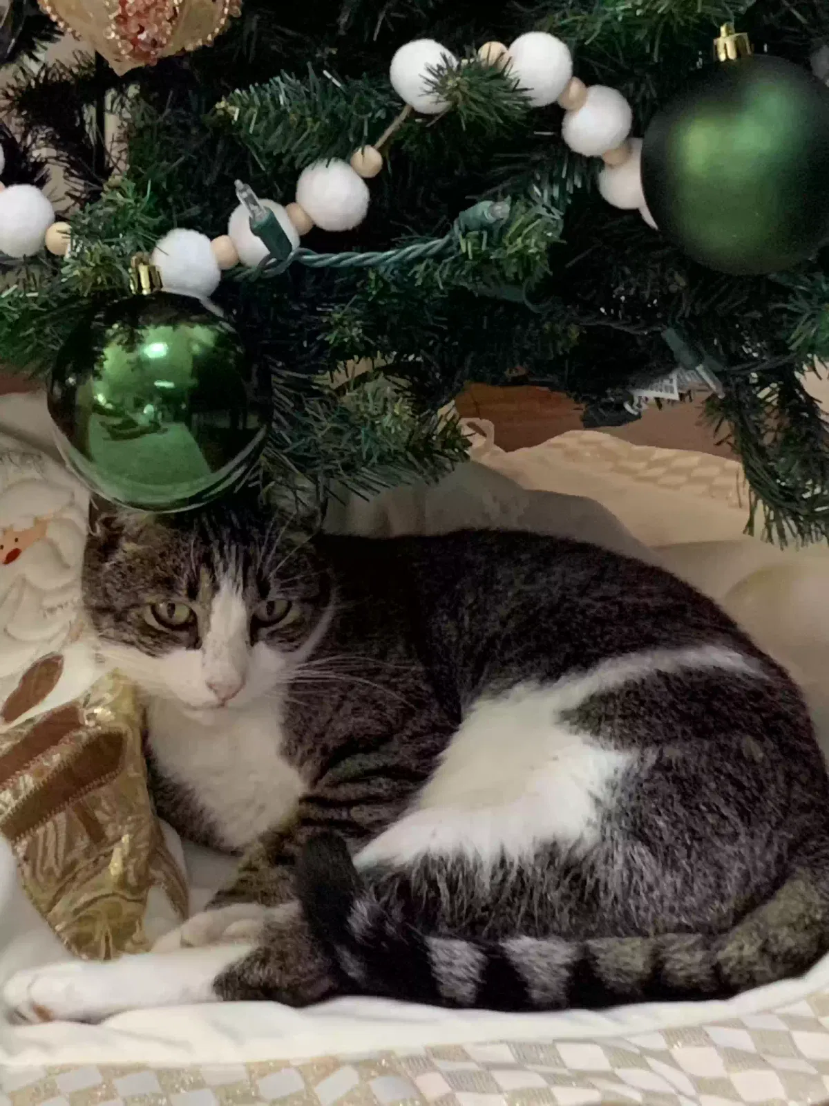 Lost cat in Ocala, FL, 34471