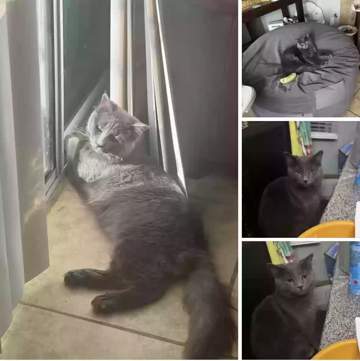 Lost cat in Adelanto, CA, 92301