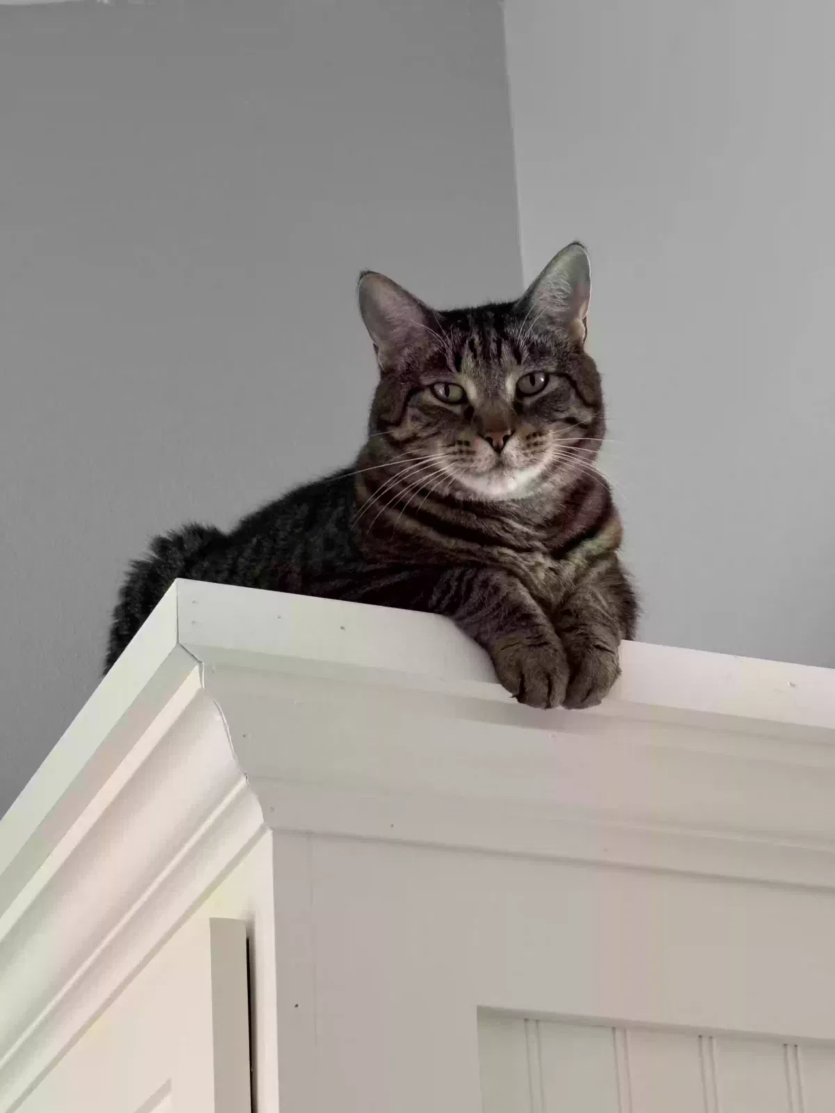 Lost cat in Oceanside, CA, 92054