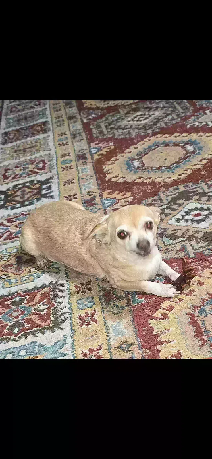 Lost dog in Knoxville, TN, 37924
