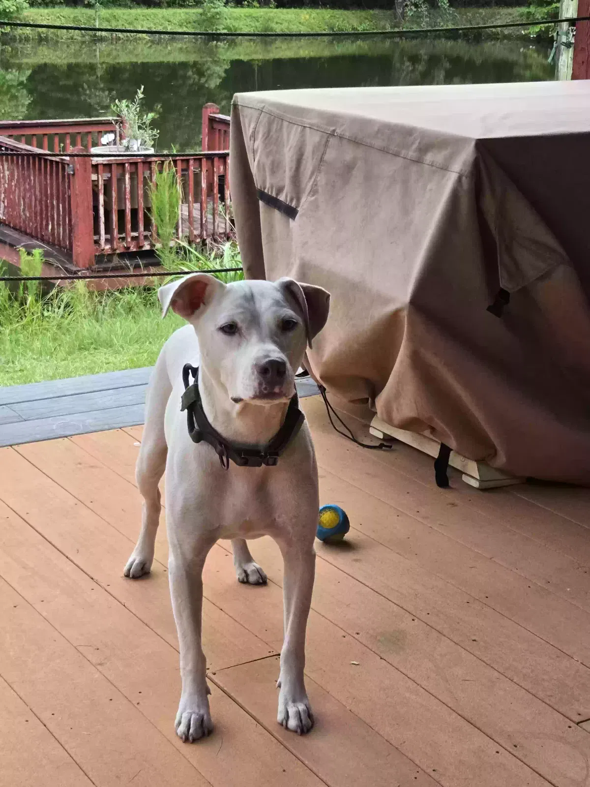 Lost dog in Norway, SC, 29113