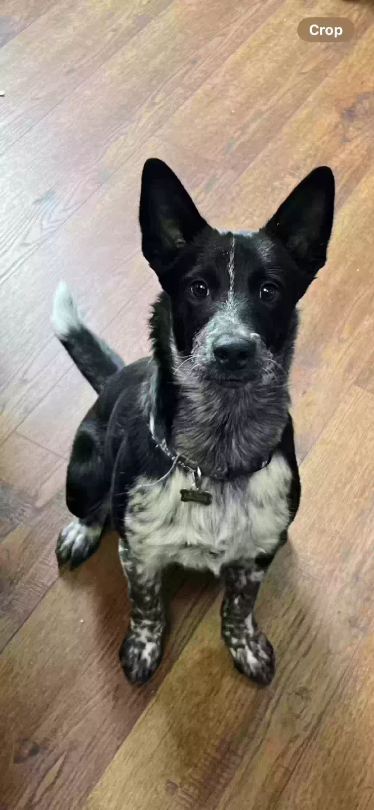 Lost dog in Goddard, KS, 67052