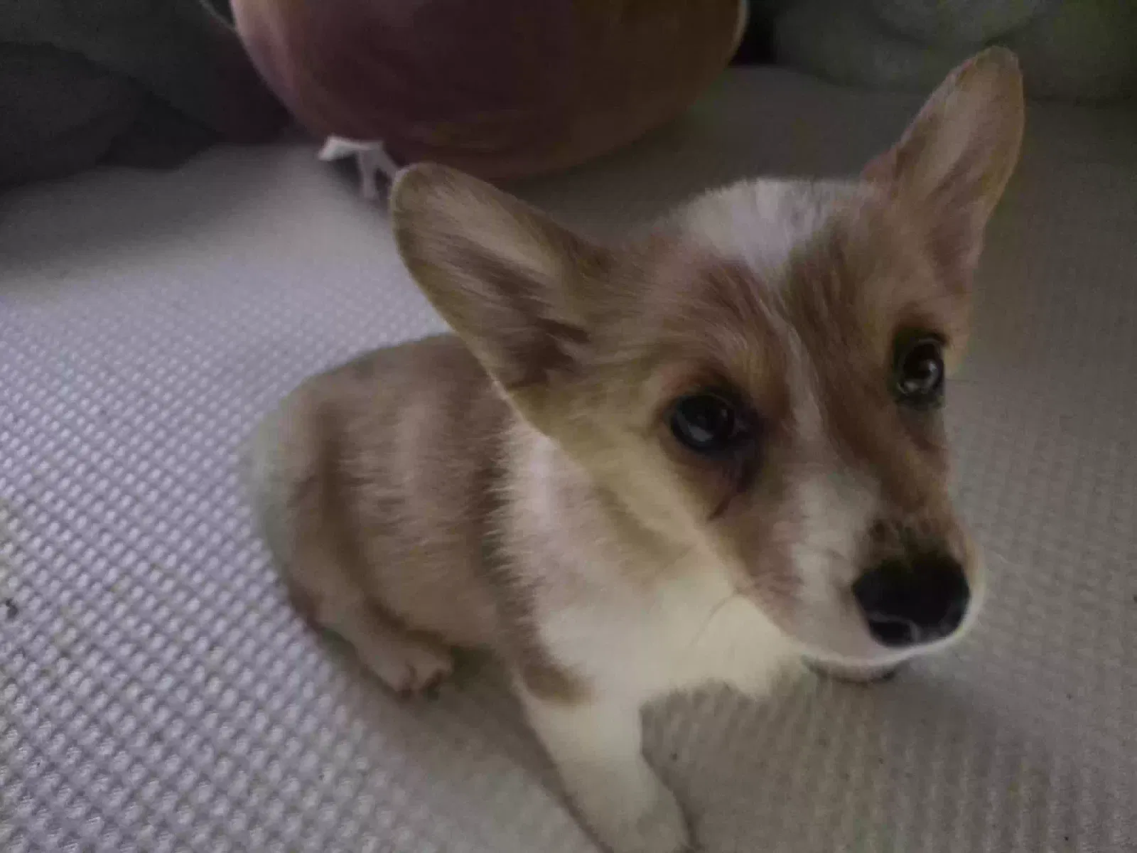 Lost dog in Memphis, TN, 38111