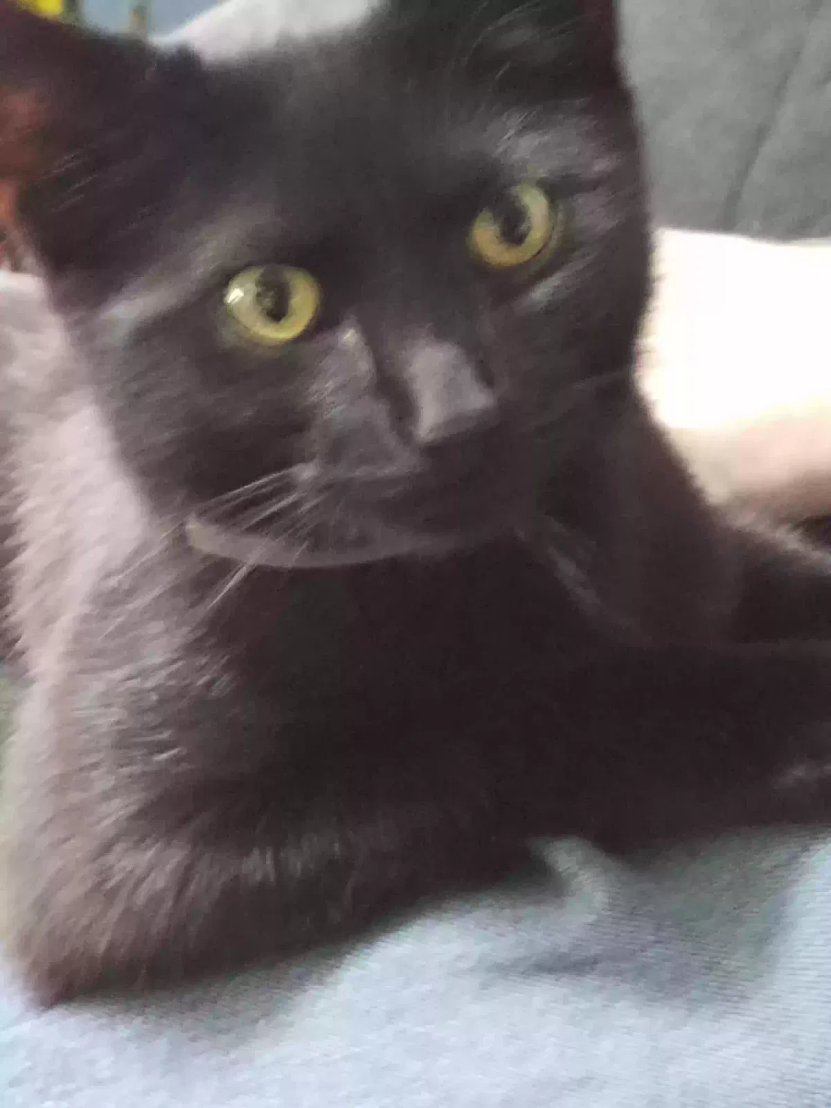 Lost cat in Kansas City, KS, 66109