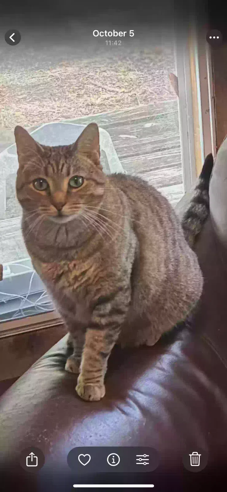 Lost cat in Bell, FL, 32619