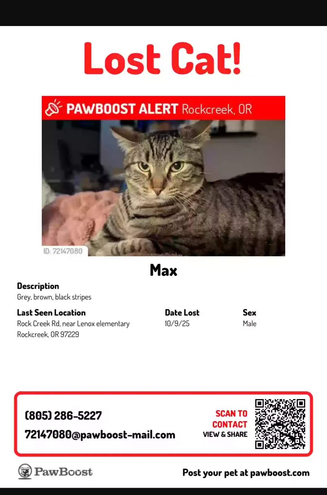 Lost cat in Portland, OR, 97229