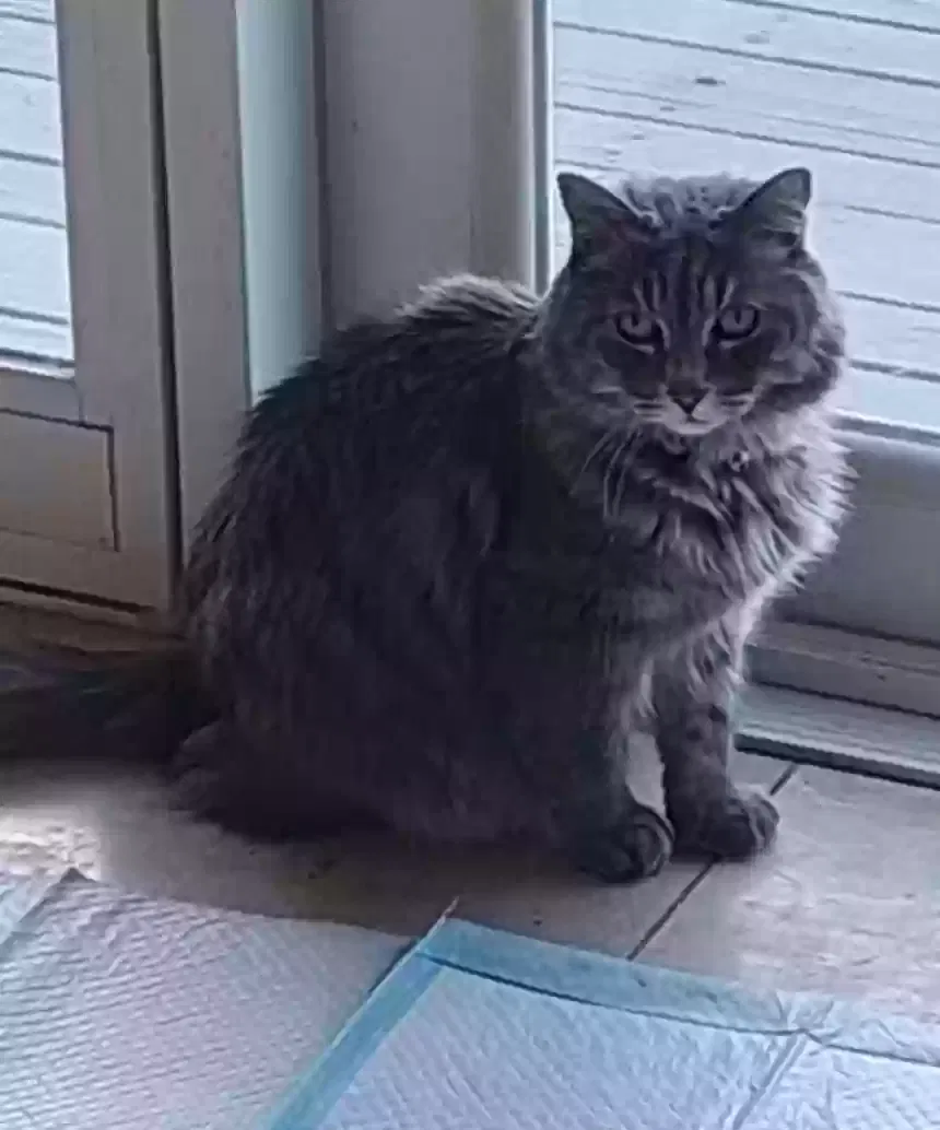 Lost cat in Riverside, CA, 92506