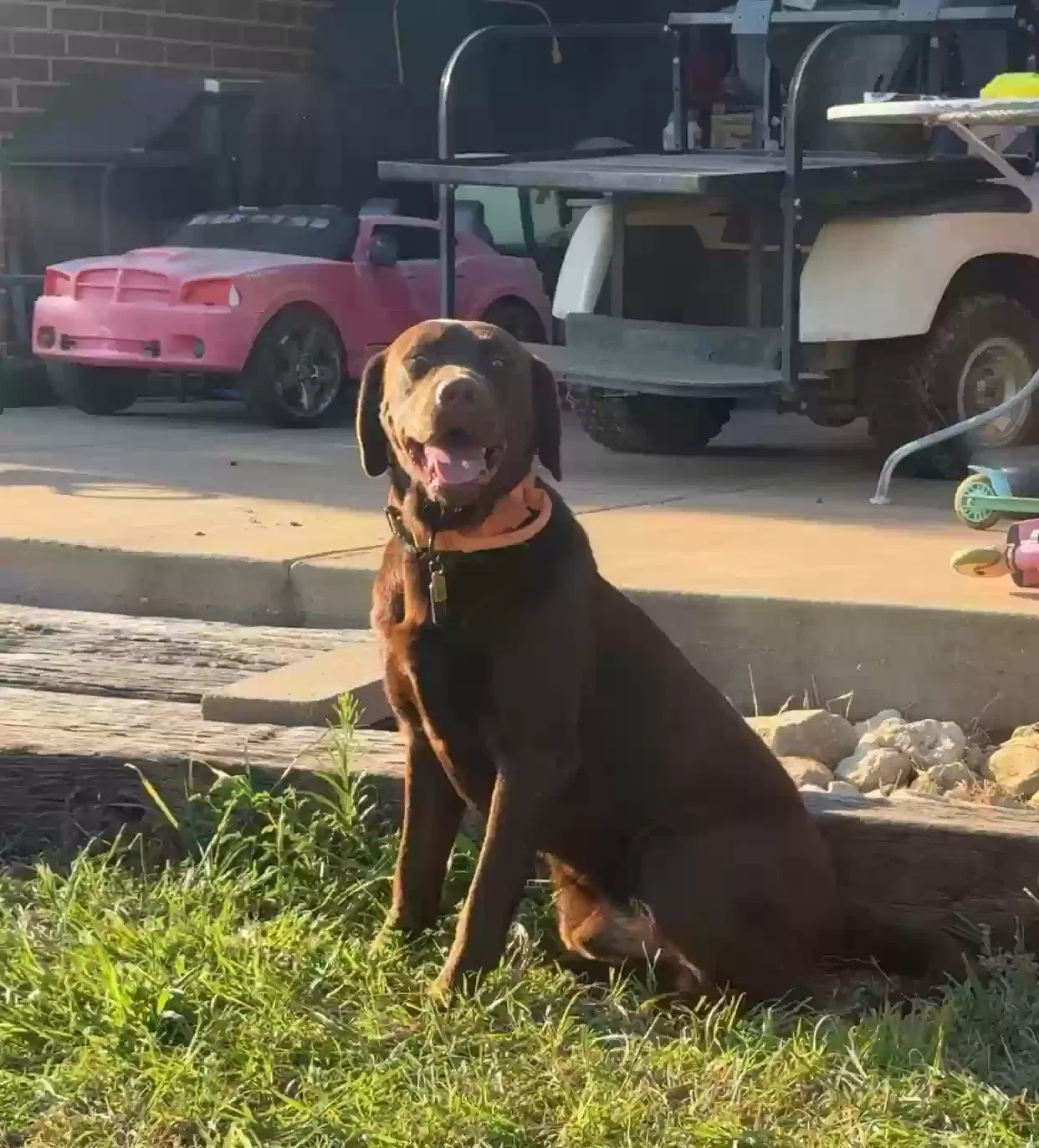 Lost dog in Lubbock, TX, 79423