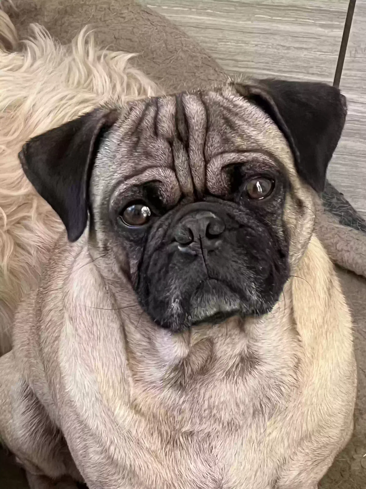 Lost dog in San Bernardino, CA, 92404