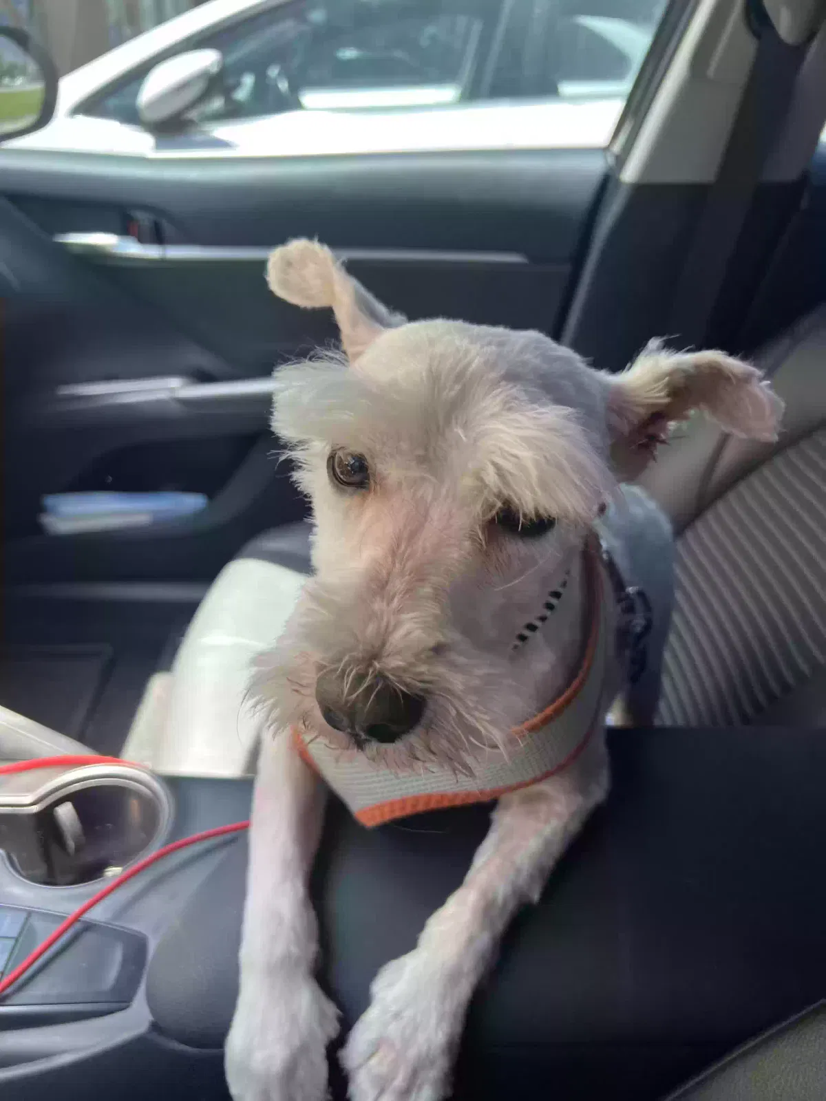 Lost dog in San Bernardino, CA, 92404