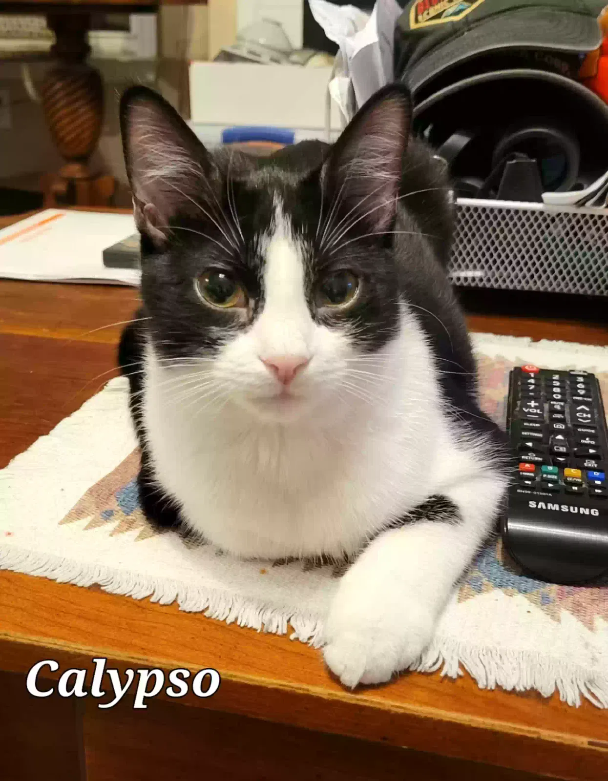 Lost cat in Boiling Springs, SC, 29316