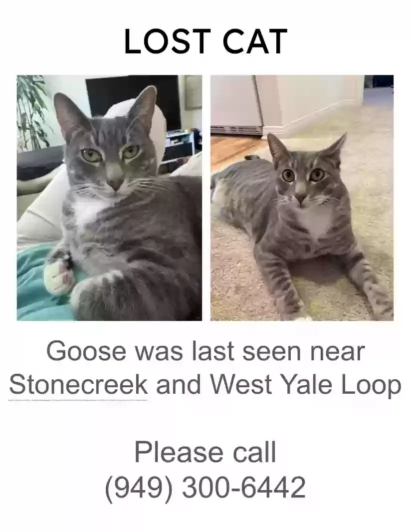 Lost cat in Irvine, CA, 92604