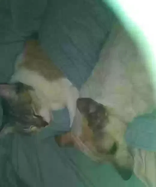 Lost cat in San Antonio, TX, 78240