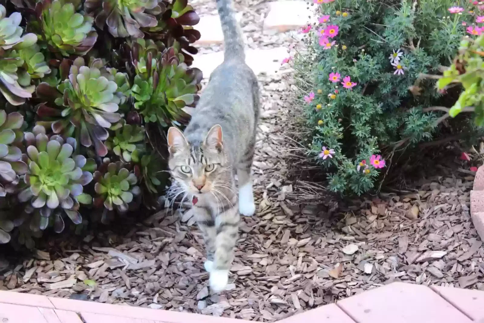 Lost cat in Concord, CA, 94521