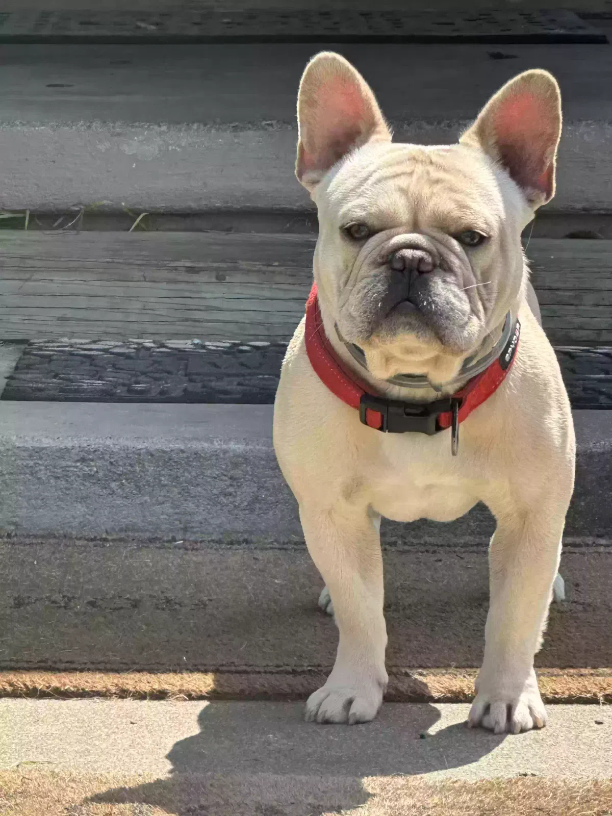 Lost dog in San Jose, CA, 95127