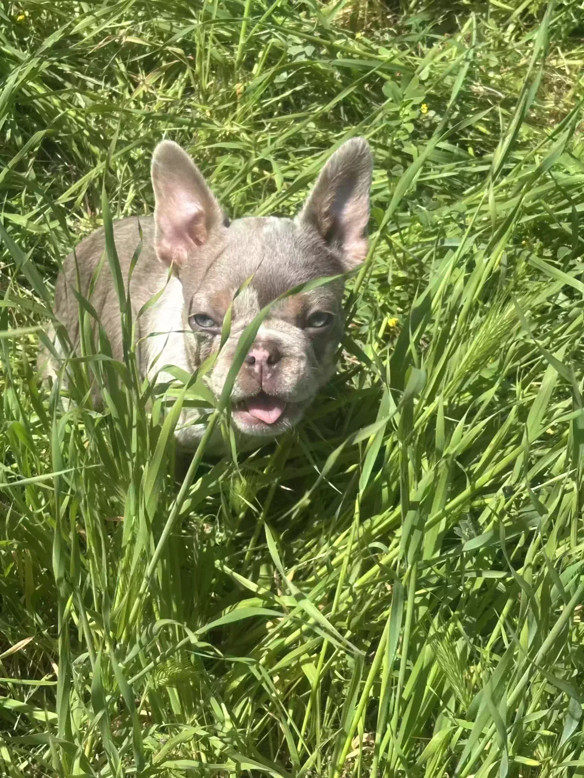 Lost dog in San Jose, CA, 95127