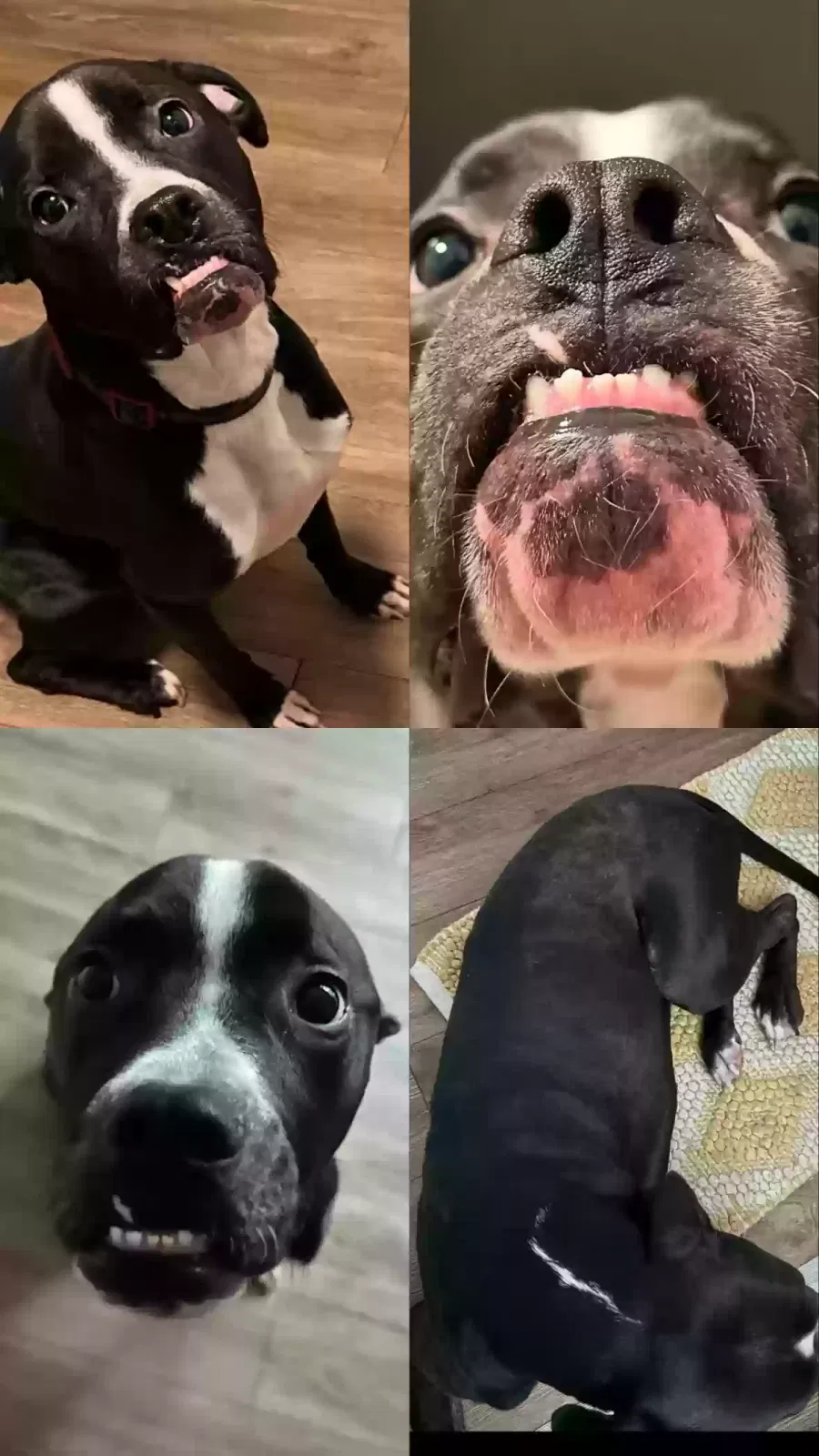Lost dog in San Antonio, TX, 78202