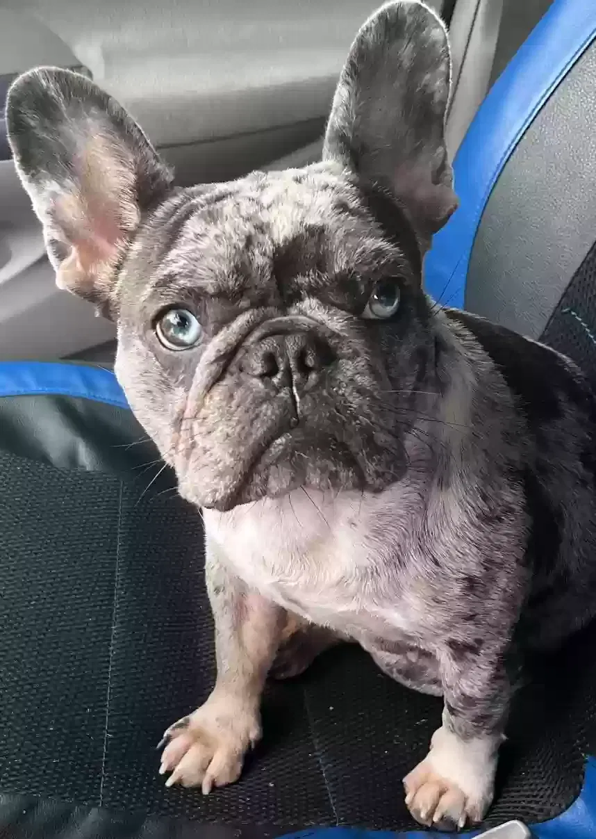 Lost dog in La Puente, CA, 91744