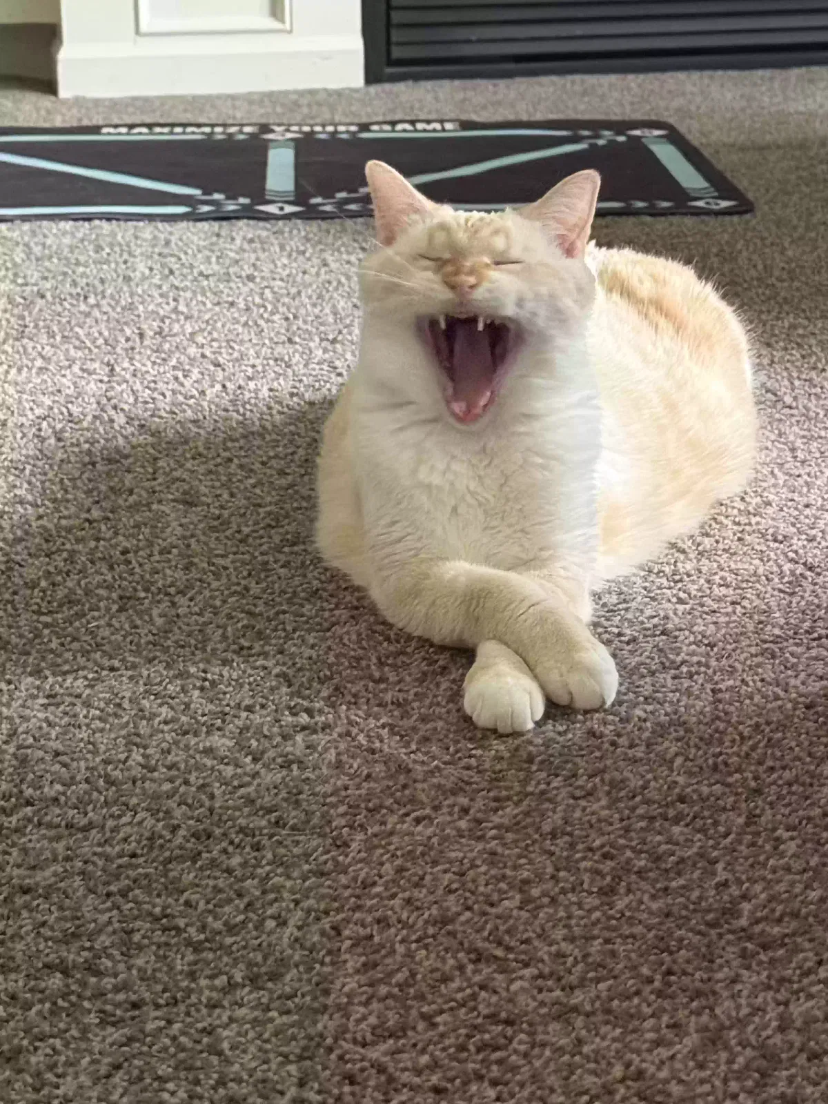 Lost cat in Dallas Center, IA, 50063