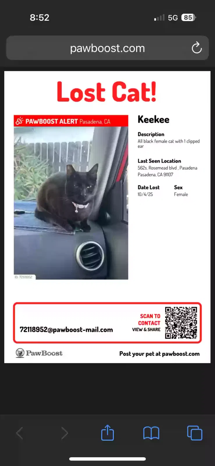 Lost cat in Pasadena, CA, 91107